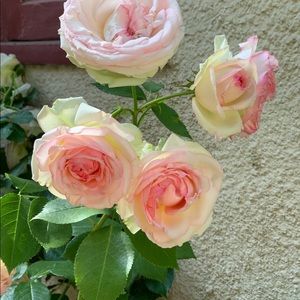 Meet your Posher, Krista